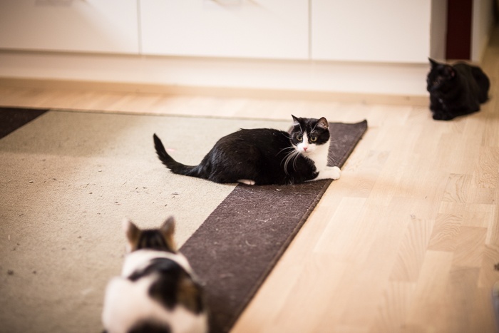 Montako kissaa on hyvä määrä?