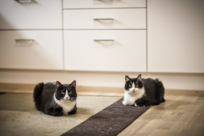 Kouluttamalla kesyksi