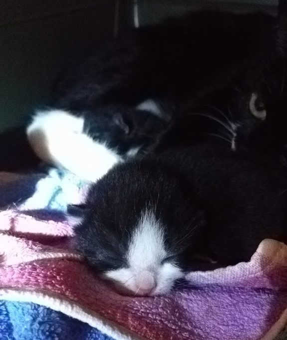 Odottavan aika olikin lyhyt