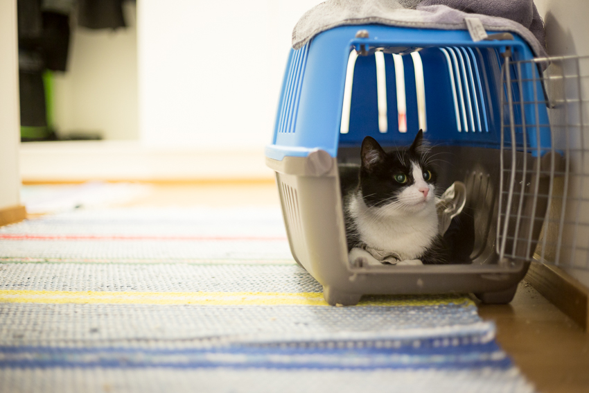 Rouvien vuosirokotteet ja Mörrinkäisen tulos