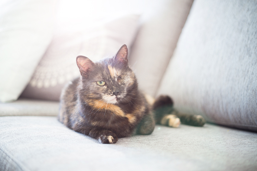 Lemmikistä luopumisen tuska