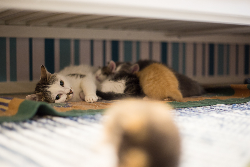 Vieläkö on kissanpentuja?