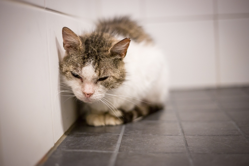 Kun kissalla allergia puhkeaa – ruoka-aineallergioista