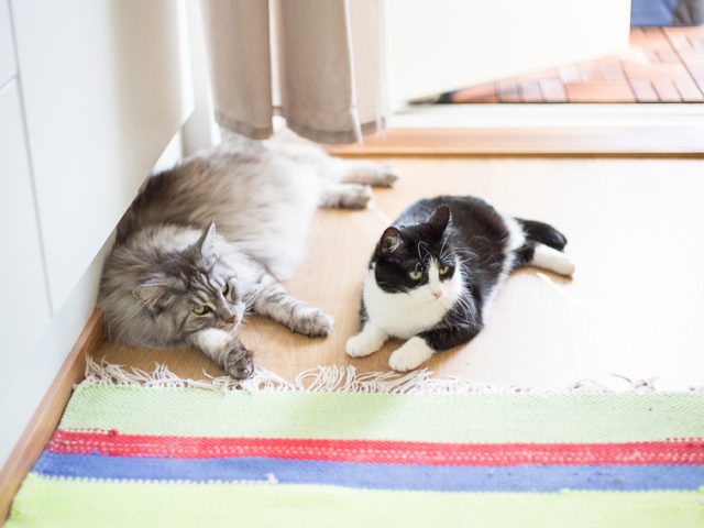 Viuhti ja Kirppu vetäytyivät sisätiloihin hellettä pakoon