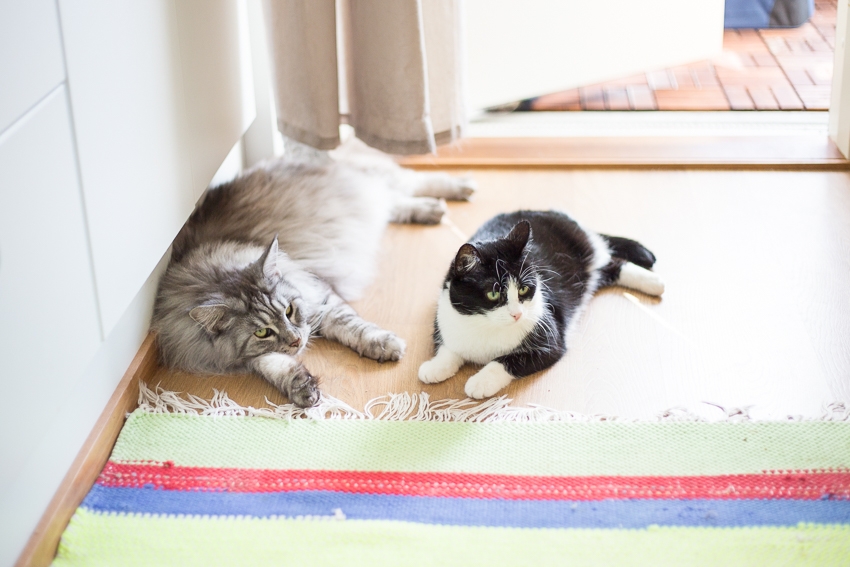 Viuhti ja Kirppu vetäytyivät sisätiloihin hellettä pakoon