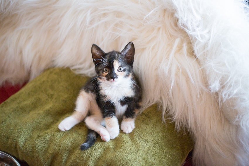 Perinteinen keskiviikon eläinlääkäripäivystys