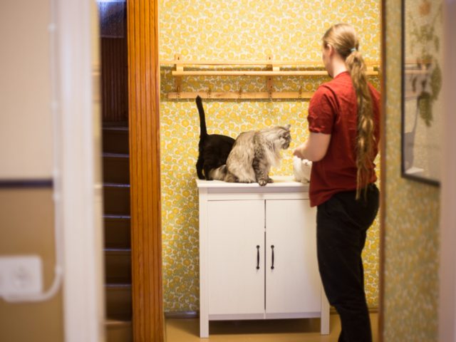 Kissakalenterikuvaus