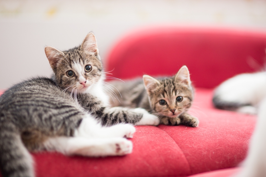 5 asiaa harkittaviksi ennen kissan hankintaa