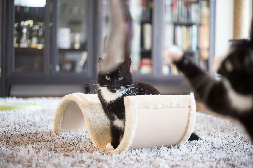 Frakkitakit kotia vailla — Aino ja Assi