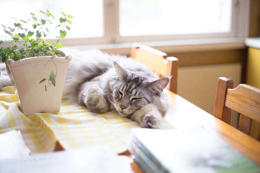 Blogimiitti Pissasirkuksessa