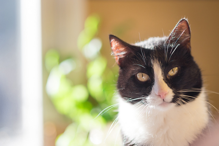 Villikissa viidakossa