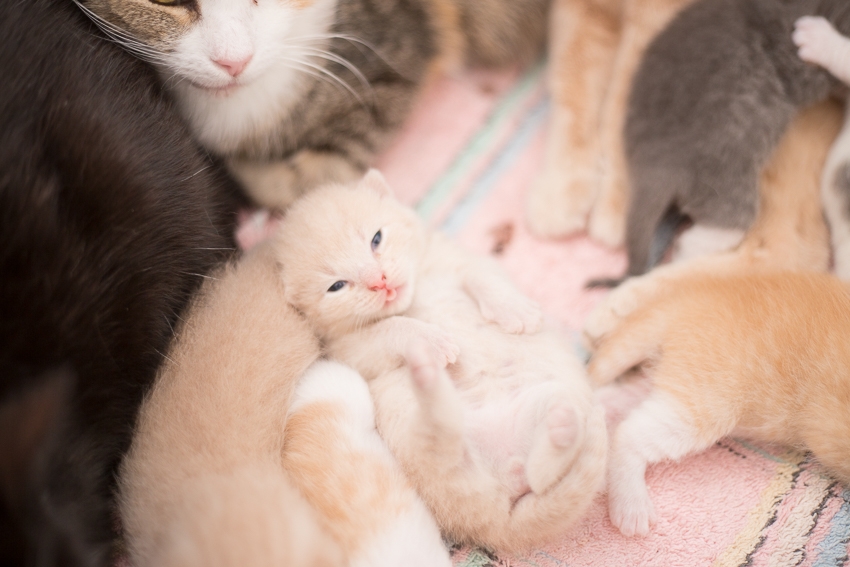 Ihan kamalaa tämä tilapäiskotitoiminta