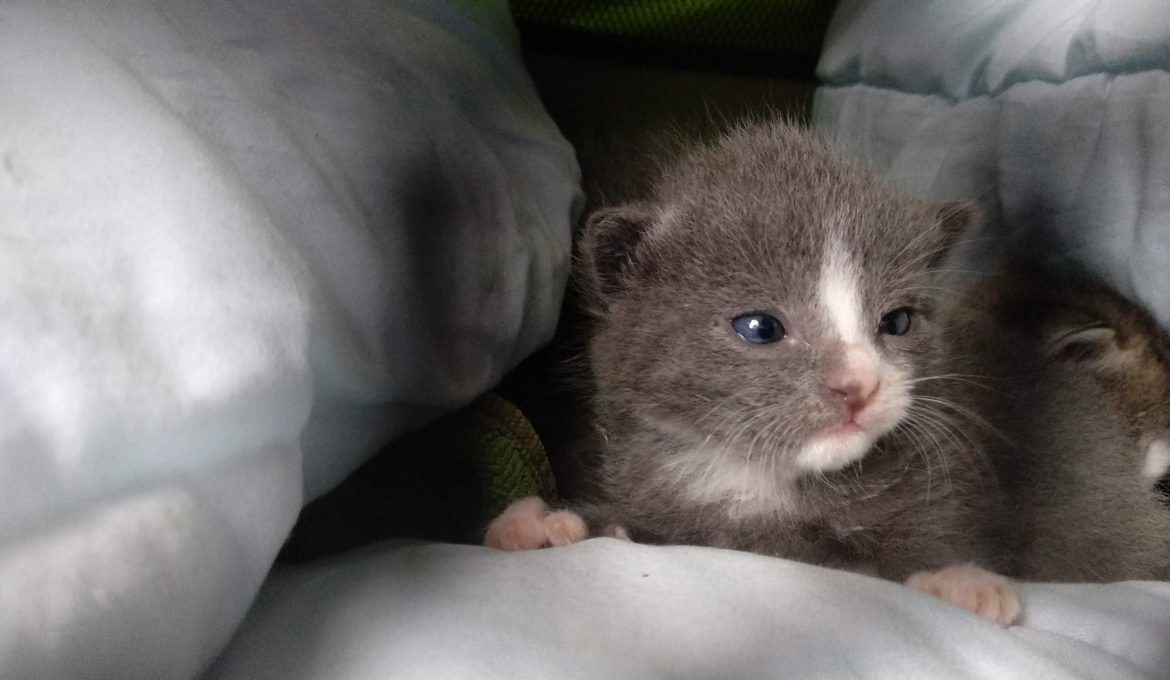 Taivaalla tuikkii pieni taikuritähti