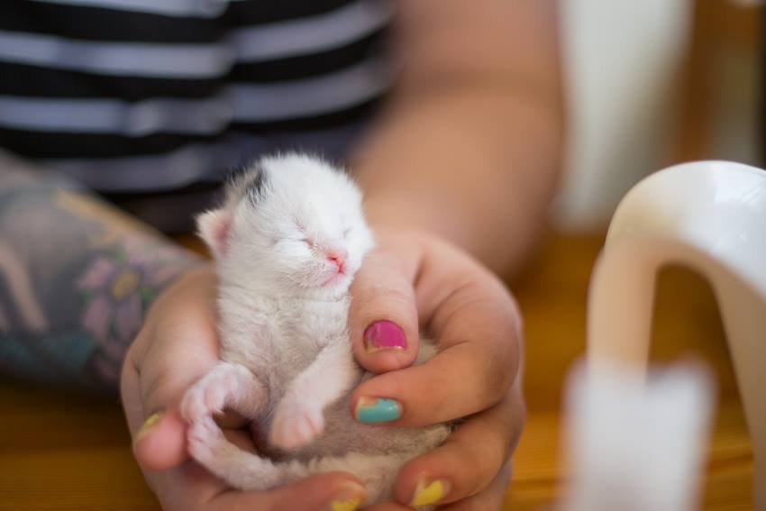 Orpopentujen hoito-opas