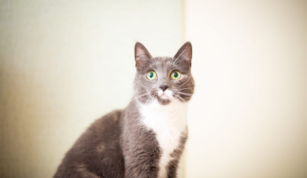 Kuvankaunis ja paha suustaan — Malia