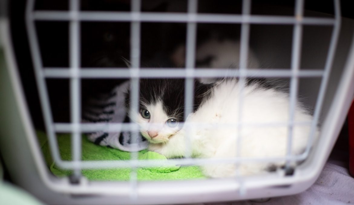 Kakkiaiset saapuivat taloon