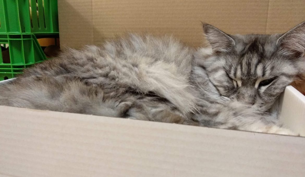 Laatikkokissa laatikossa