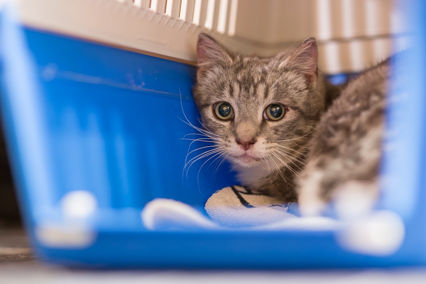 Koppikoulu osa 2: Arka kissa ja koppa