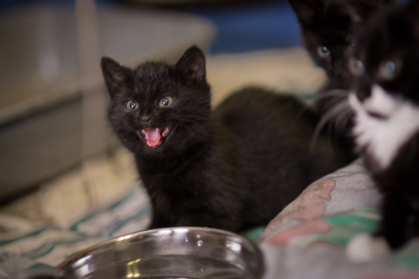 Kissan kesyttäminen on yhteisen kielen opiskelua