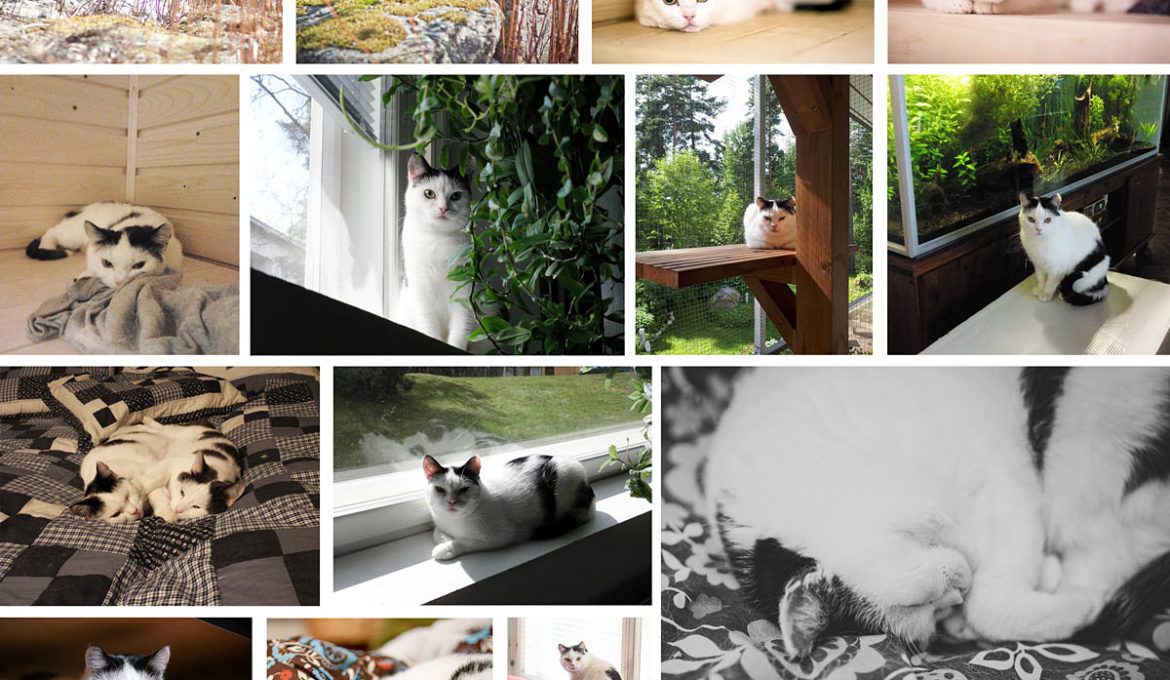 7 vuotta tilapäiskodissa — Murun tarina