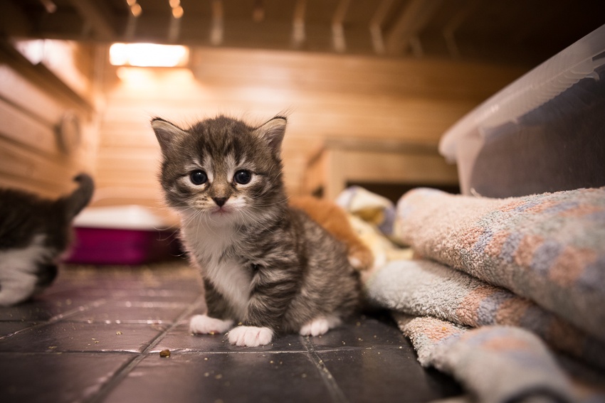 Kyllä, kissojakin pentutehtaillaan