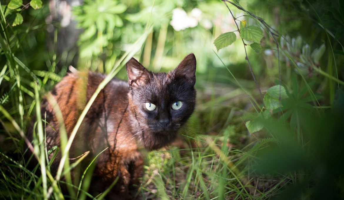 Pelasta mut pelastamiselta