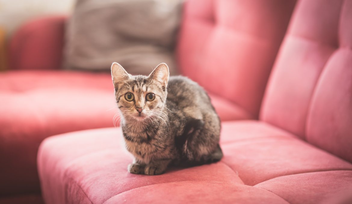 Särkyneitä sydämiä