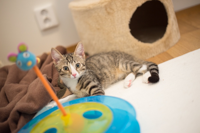 Microsporum canis ja trichophyton mentagrophytes  — apua, se on sieni!