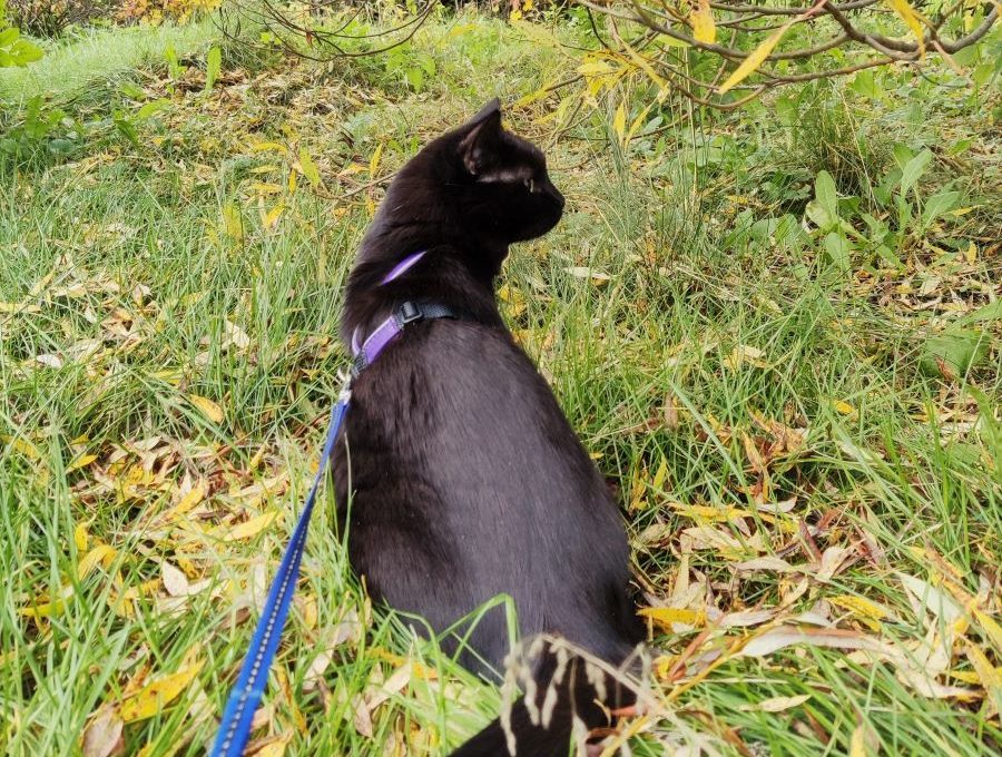 Polku eläinkouluttajaksi alkoi