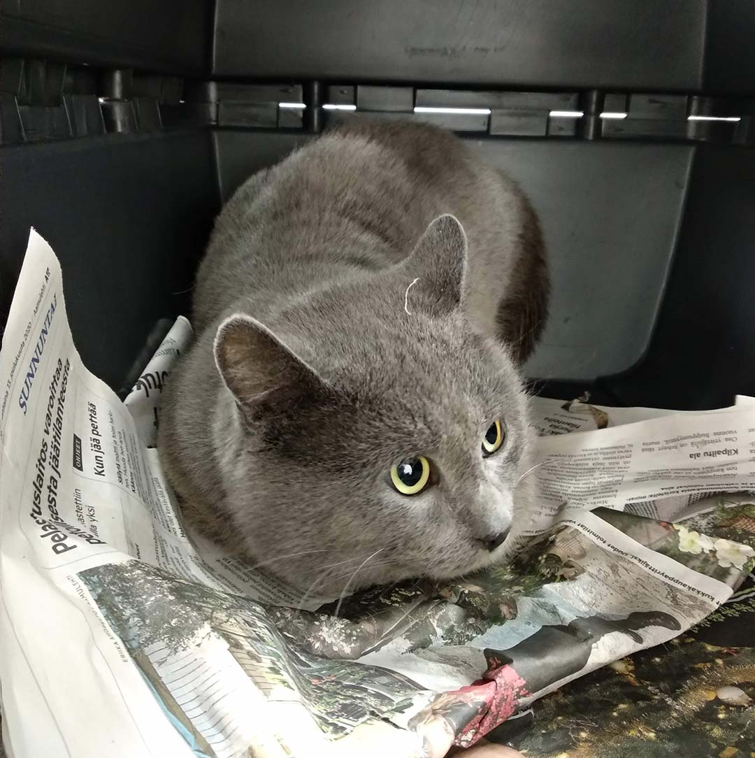 Pelokas kissa pissasirkus