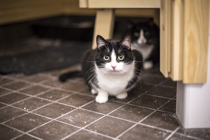 Haluan adoptoida populaatiokissan – mitä minun tarvitsee tietää?